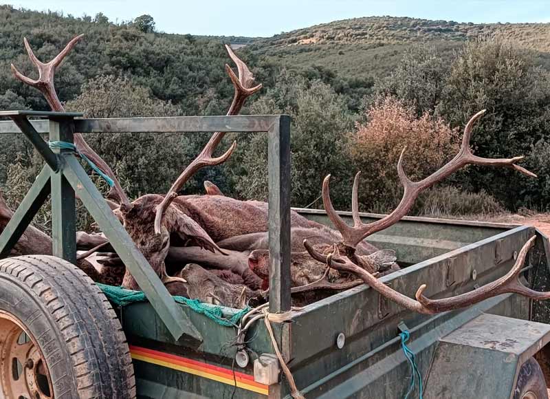 Resultado Montería Solana de Valtravieso 2025 Cinegética Luis Tano